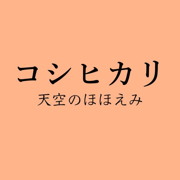 画像1: ３kg 　玄米　コシヒカリ (1)